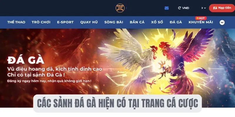 Các sảnh đá gà hiện có tại trang cá cược