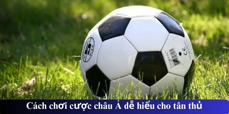 Cách chơi cược châu Á dễ hiểu cho tân thủ