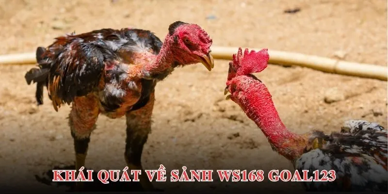 Khái quát về sảnh Ws168 Goal123